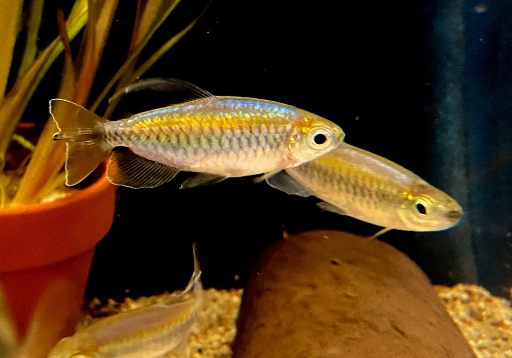 Blauer Kongosalmler - Phenacogrammus interruptus aqua-teck