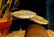 Blauer Kongosalmler - Phenacogrammus interruptus aqua-teck