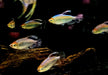 Blauer Kongosalmler - Phenacogrammus interruptus aqua-teck