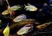 Blauer Kongosalmler - Phenacogrammus interruptus aqua-teck