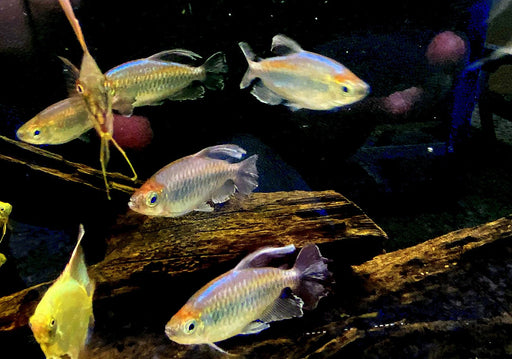 Blauer Kongosalmler - Phenacogrammus interruptus aqua-teck