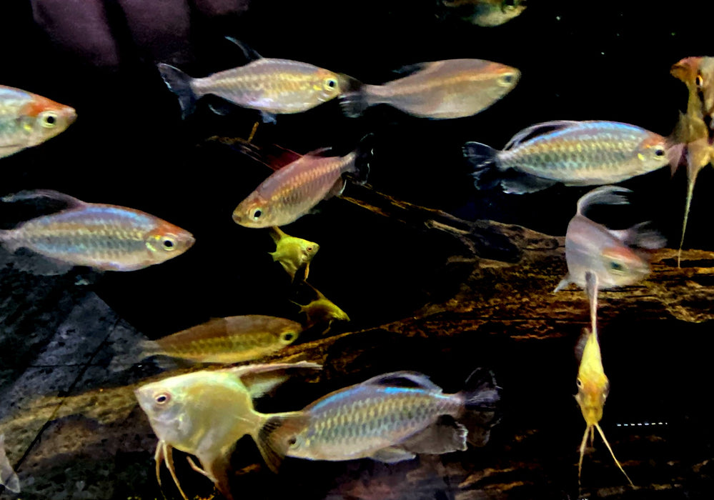 Blauer Kongosalmler - Phenacogrammus interruptus aqua-teck