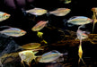 Blauer Kongosalmler - Phenacogrammus interruptus aqua-teck