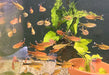 Kupfersalmler - Hasemania marginata / nana aqua-teck