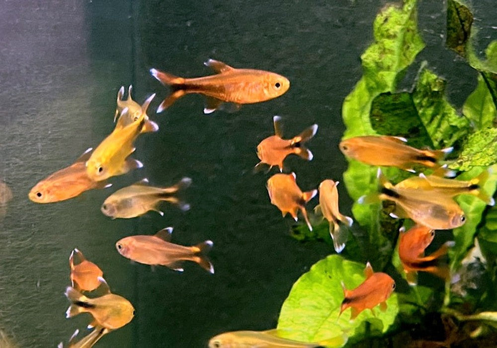 Kupfersalmler - Hasemania marginata / nana aqua-teck