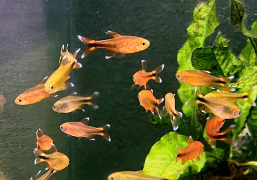 Kupfersalmler - Hasemania marginata / nana aqua-teck