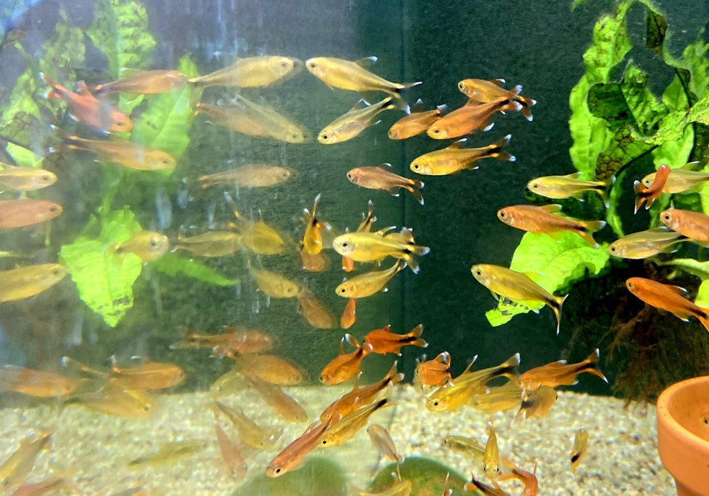 Kupfersalmler - Hasemania marginata / nana aqua-teck