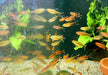 Kupfersalmler - Hasemania marginata / nana aqua-teck