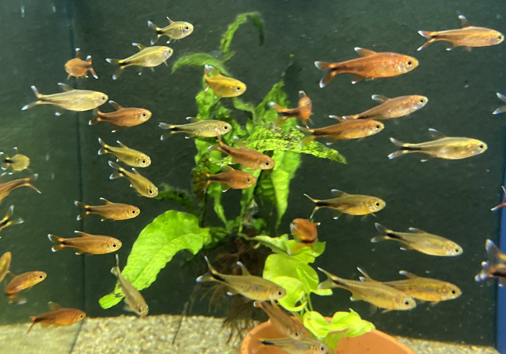 Kupfersalmler - Hasemania marginata / nana aqua-teck