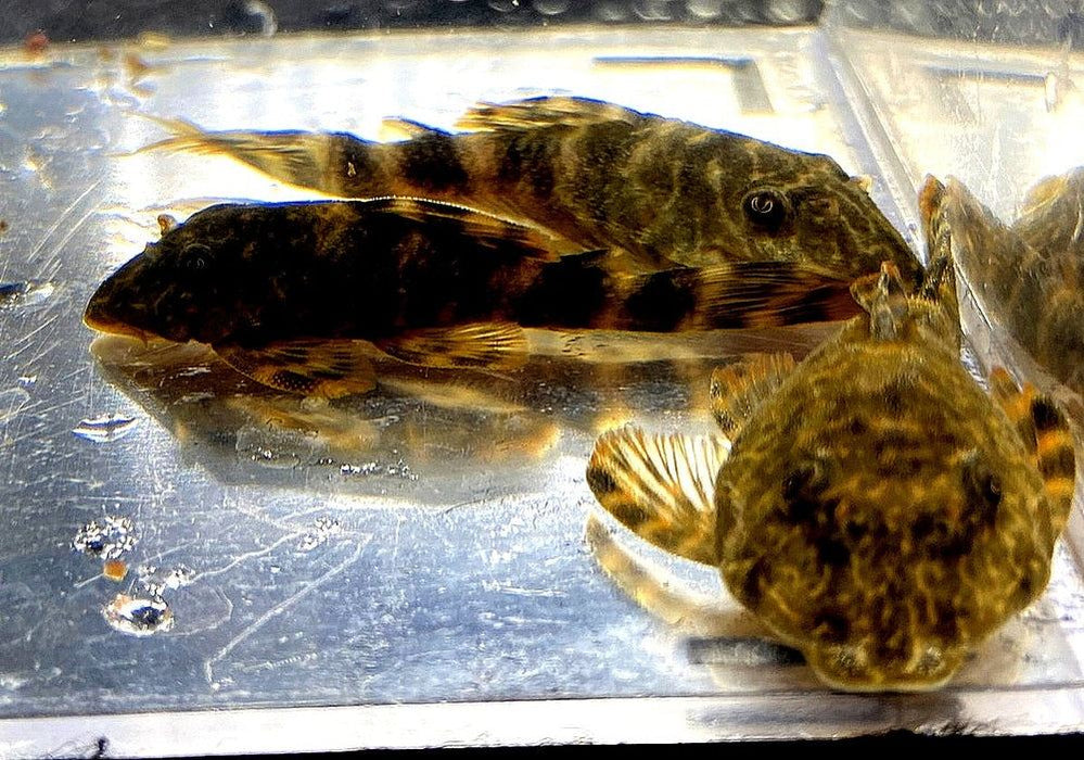 L104 Maccus Zwergschilderwels - Panaqolus aff. aqua-teck