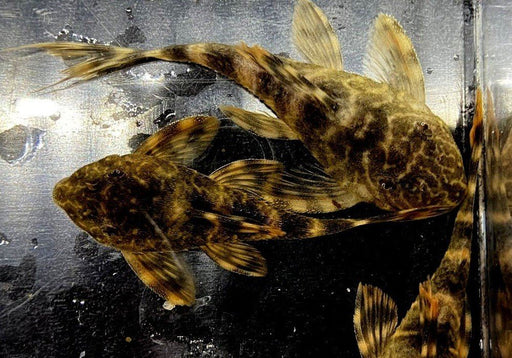 L104 Maccus Zwergschilderwels - Panaqolus aff. aqua-teck