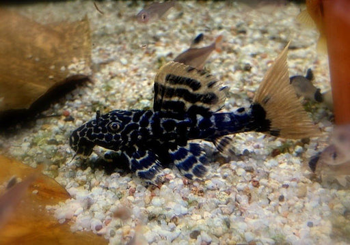 L114 Leopard Kaktuswels - Pseudacanthicus cf. Leopardus aqua-teck