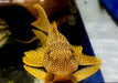 SONDERPREIS - L14 Sonnenwels M - Scobiancistrus aureatus aqua-teck