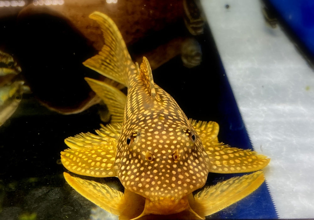 SONDERPREIS - L14 Sonnenwels M - Scobiancistrus aureatus aqua-teck