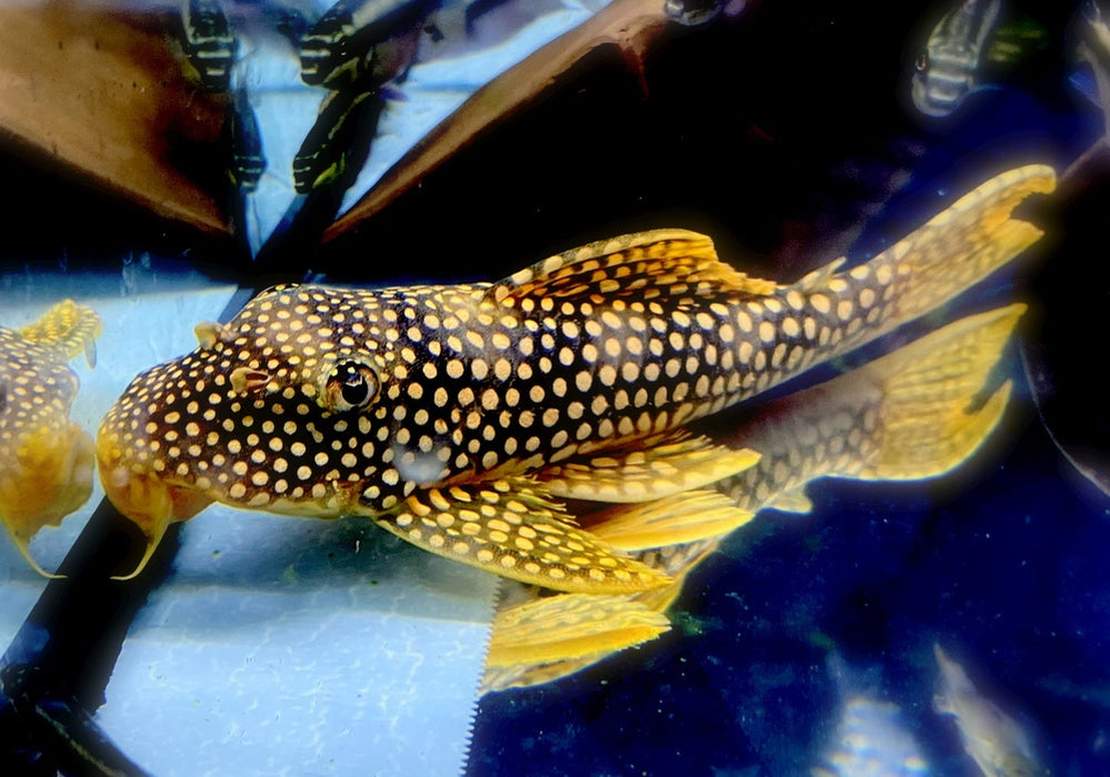 SONDERPREIS - L14 Sonnenwels M - Scobiancistrus aureatus aqua-teck