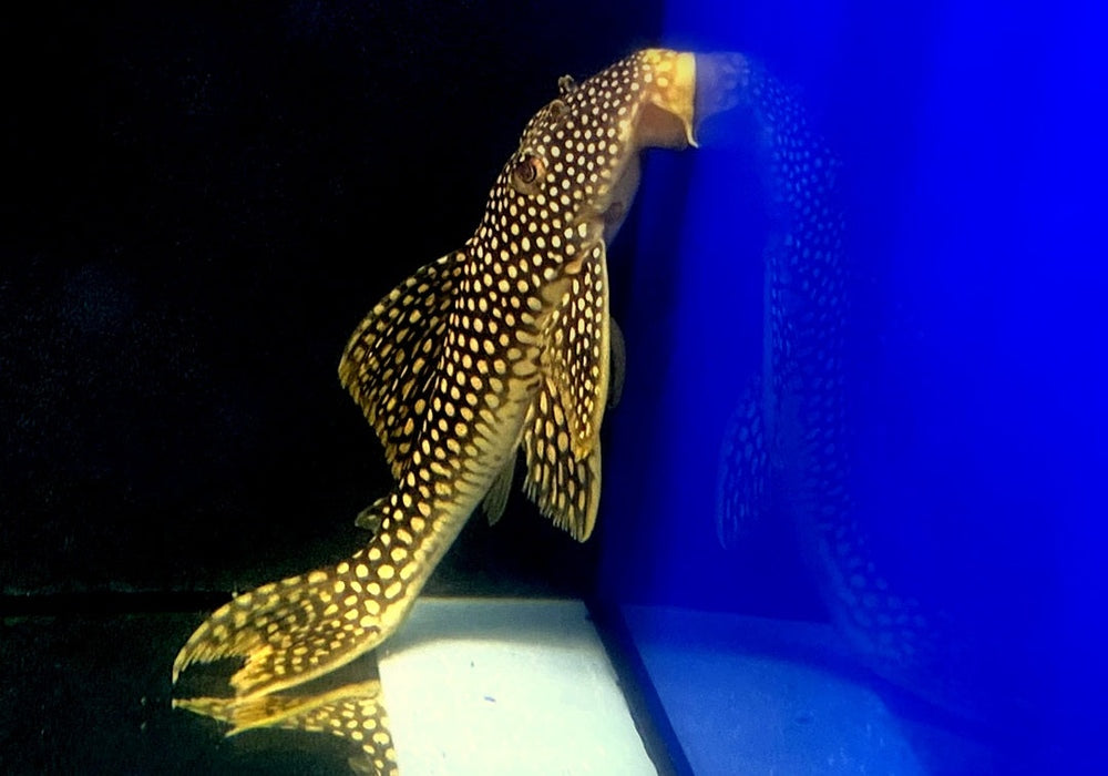 SONDERPREIS - L14 Sonnenwels M - Scobiancistrus aureatus aqua-teck