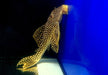 SONDERPREIS - L14 Sonnenwels M - Scobiancistrus aureatus aqua-teck