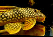 SONDERPREIS - L14 Sonnenwels M - Scobiancistrus aureatus aqua-teck