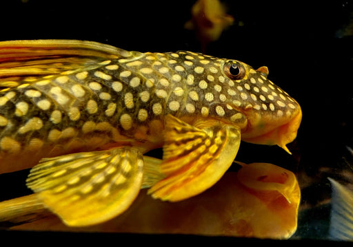 SONDERPREIS - L14 Sonnenwels M - Scobiancistrus aureatus aqua-teck