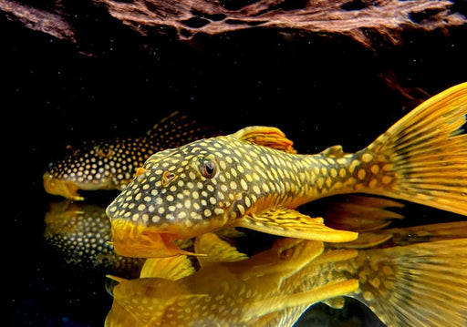 SONDERPREIS - L14 Sonnenwels M - Scobiancistrus aureatus aqua-teck