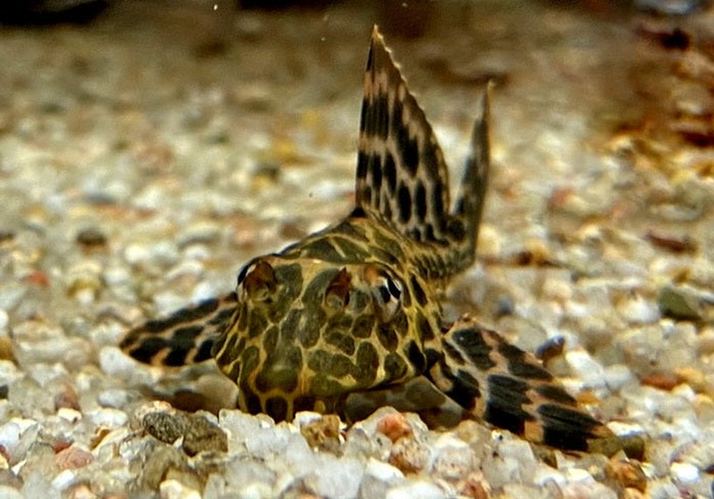 L165 Wabenschilderwels - Pterygoplichthys gibbiceps