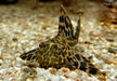 L165 Wabenschilderwels - Pterygoplichthys gibbiceps