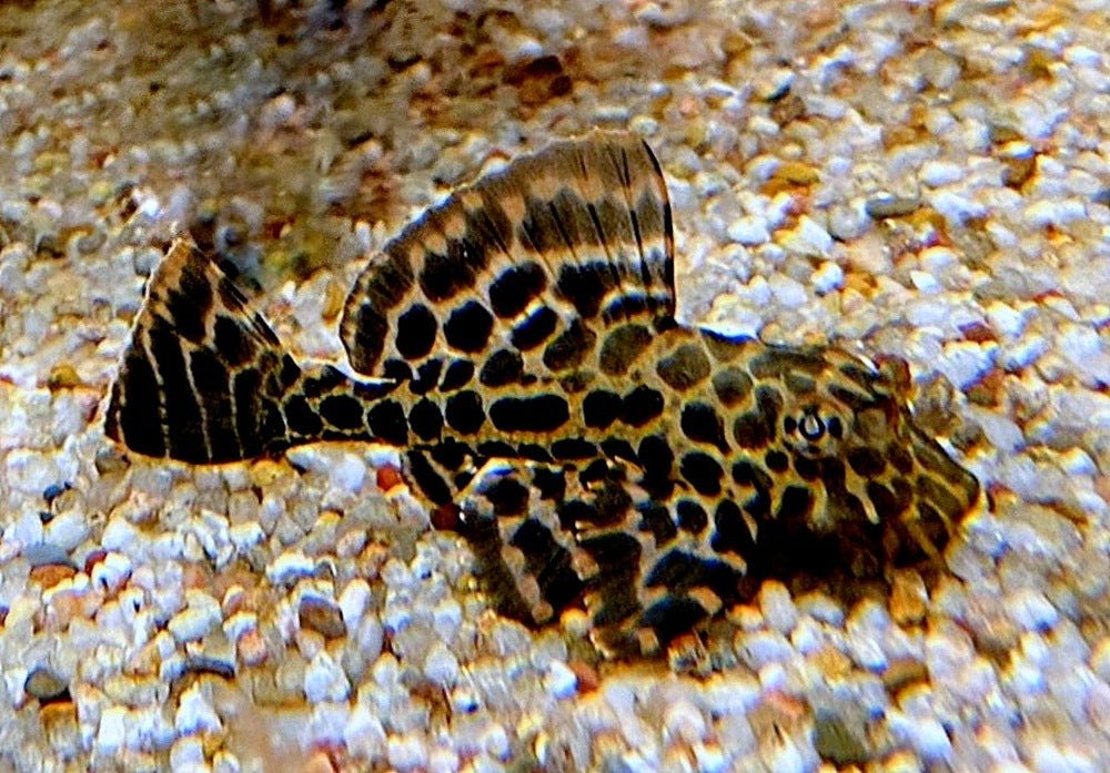 L165 Wabenschilderwels - Pterygoplichthys gibbiceps