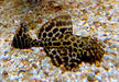 L165 Wabenschilderwels - Pterygoplichthys gibbiceps