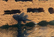 L181 Tüpfelantennenwels - L181 Ancistrus sp. aqua-teck