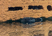 L181 Tüpfelantennenwels - L181 Ancistrus sp. aqua-teck