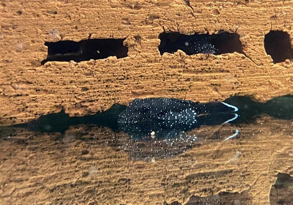 L181 Tüpfelantennenwels - L181 Ancistrus sp. aqua-teck