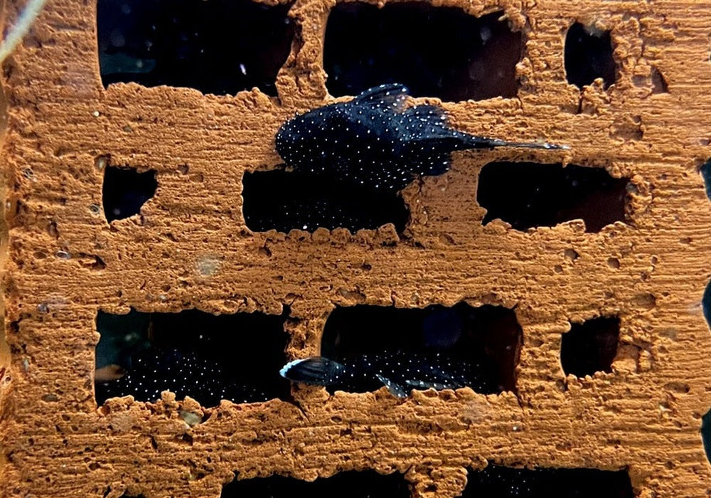 L181 Tüpfelantennenwels - L181 Ancistrus sp. aqua-teck
