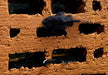 L181 Tüpfelantennenwels - L181 Ancistrus sp. aqua-teck