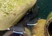 L183 Weißsaumantennenwels - L183 Ancistrus dolichopterus aqua-teck
