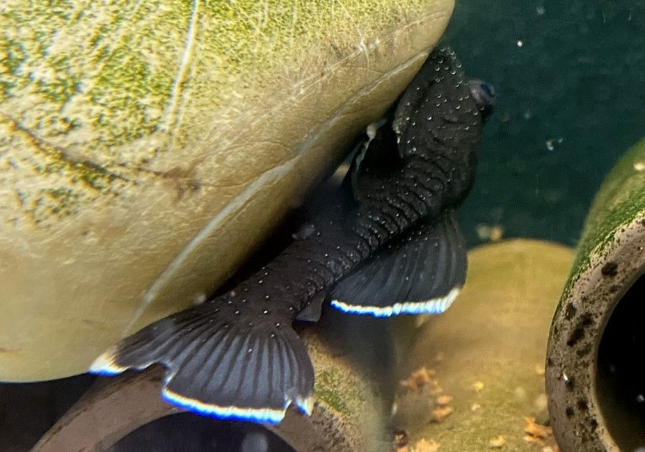 L183 Weißsaumantennenwels - L183 Ancistrus dolichopterus aqua-teck