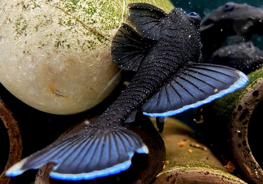 L183 Weißsaumantennenwels - L183 Ancistrus dolichopterus aqua-teck
