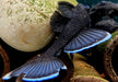 L183 Weißsaumantennenwels - L183 Ancistrus dolichopterus aqua-teck