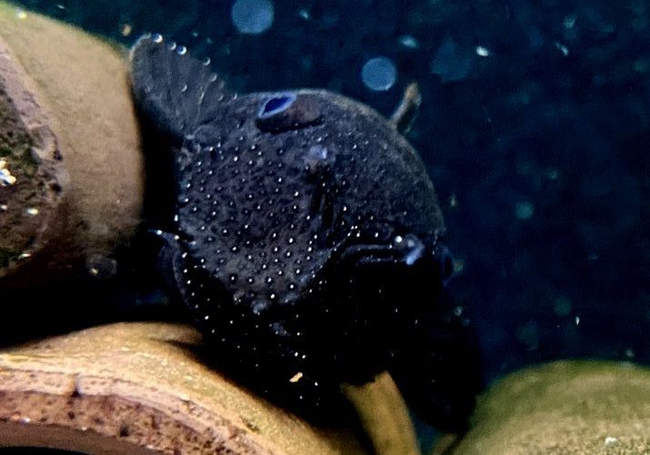 L183 Weißsaumantennenwels - L183 Ancistrus dolichopterus aqua-teck