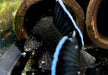 L183 Weißsaumantennenwels - L183 Ancistrus dolichopterus aqua-teck
