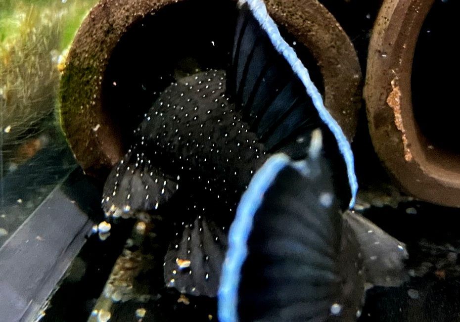 L183 Weißsaumantennenwels - L183 Ancistrus dolichopterus aqua-teck