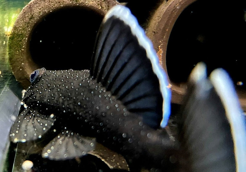 L183 Weißsaumantennenwels - L183 Ancistrus dolichopterus aqua-teck