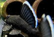 L183 Weißsaumantennenwels - L183 Ancistrus dolichopterus aqua-teck