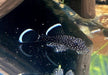 L183 Weißsaumantennenwels - L183 Ancistrus dolichopterus aqua-teck