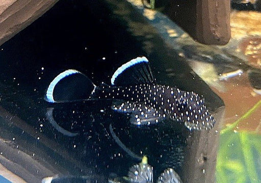 L183 Weißsaumantennenwels - L183 Ancistrus dolichopterus aqua-teck