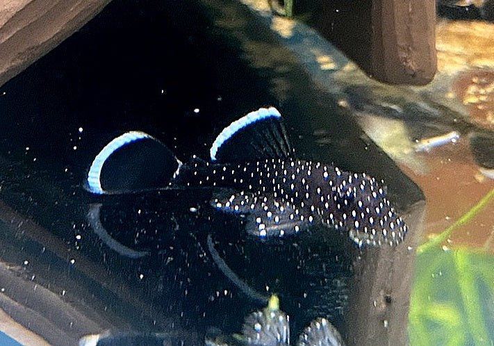 L183 Weißsaumantennenwels - L183 Ancistrus dolichopterus aqua-teck