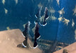 L183 Weißsaumantennenwels - L183 Ancistrus dolichopterus aqua-teck