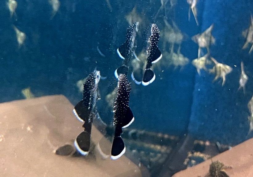 L183 Weißsaumantennenwels - L183 Ancistrus dolichopterus aqua-teck