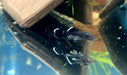 L183 Weißsaumantennenwels - L183 Ancistrus dolichopterus aqua-teck