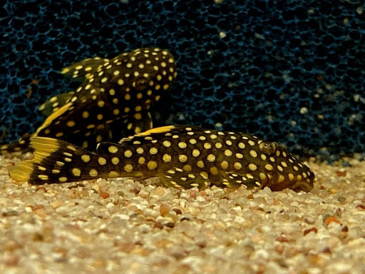 L18 Golden Nugget Wels / Orangesaum-Prachtharnischwels - Baryancistrus xanthellus aqua-teck