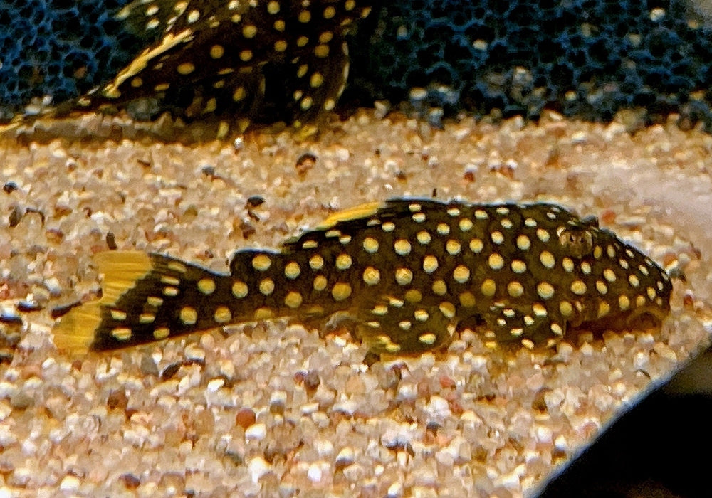 L18 Golden Nugget Wels / Orangesaum-Prachtharnischwels - Baryancistrus xanthellus aqua-teck